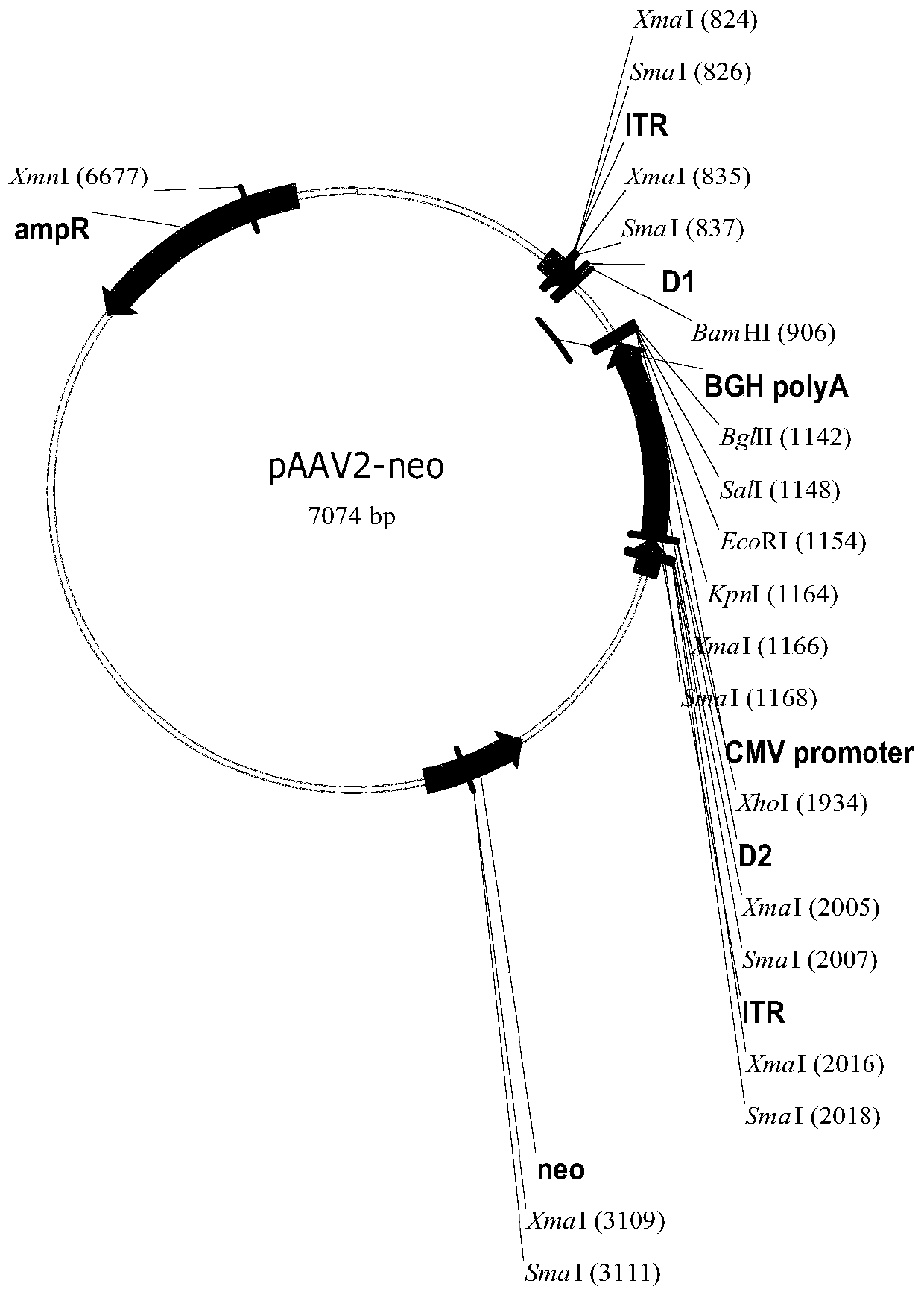 A kind of exendin-4 fusion protein and its preparation method and application