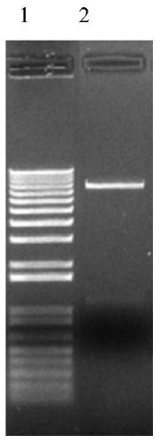 A kind of exendin-4 fusion protein and its preparation method and application