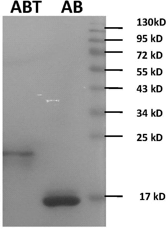 Long-acting HIV-1 membrane fusion inhibitor