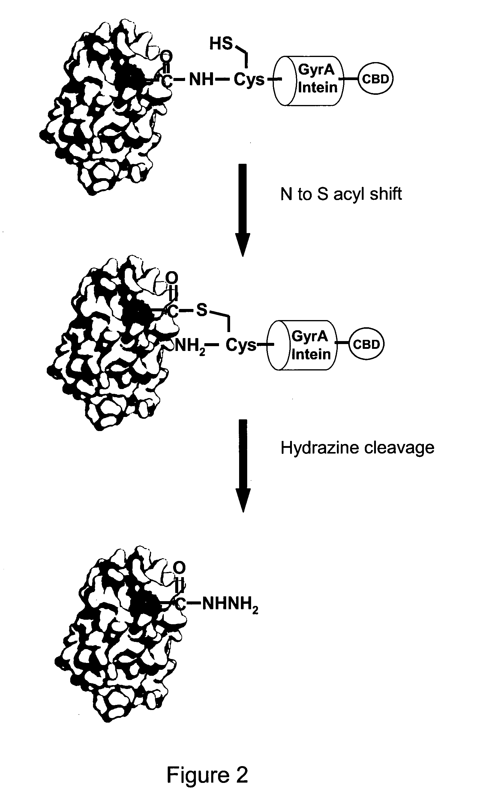 Method of labelling interferons with peg