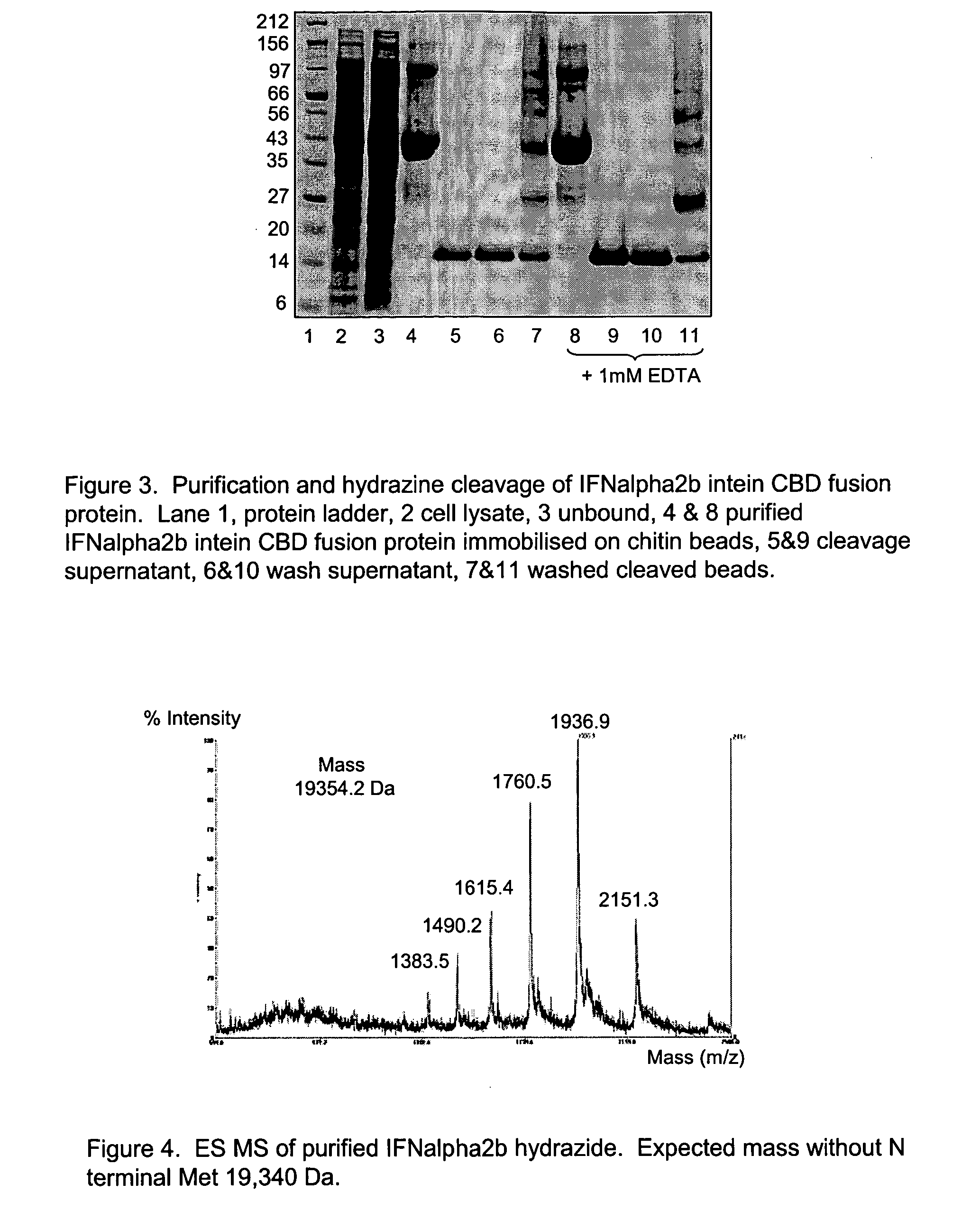 Method of labelling interferons with peg