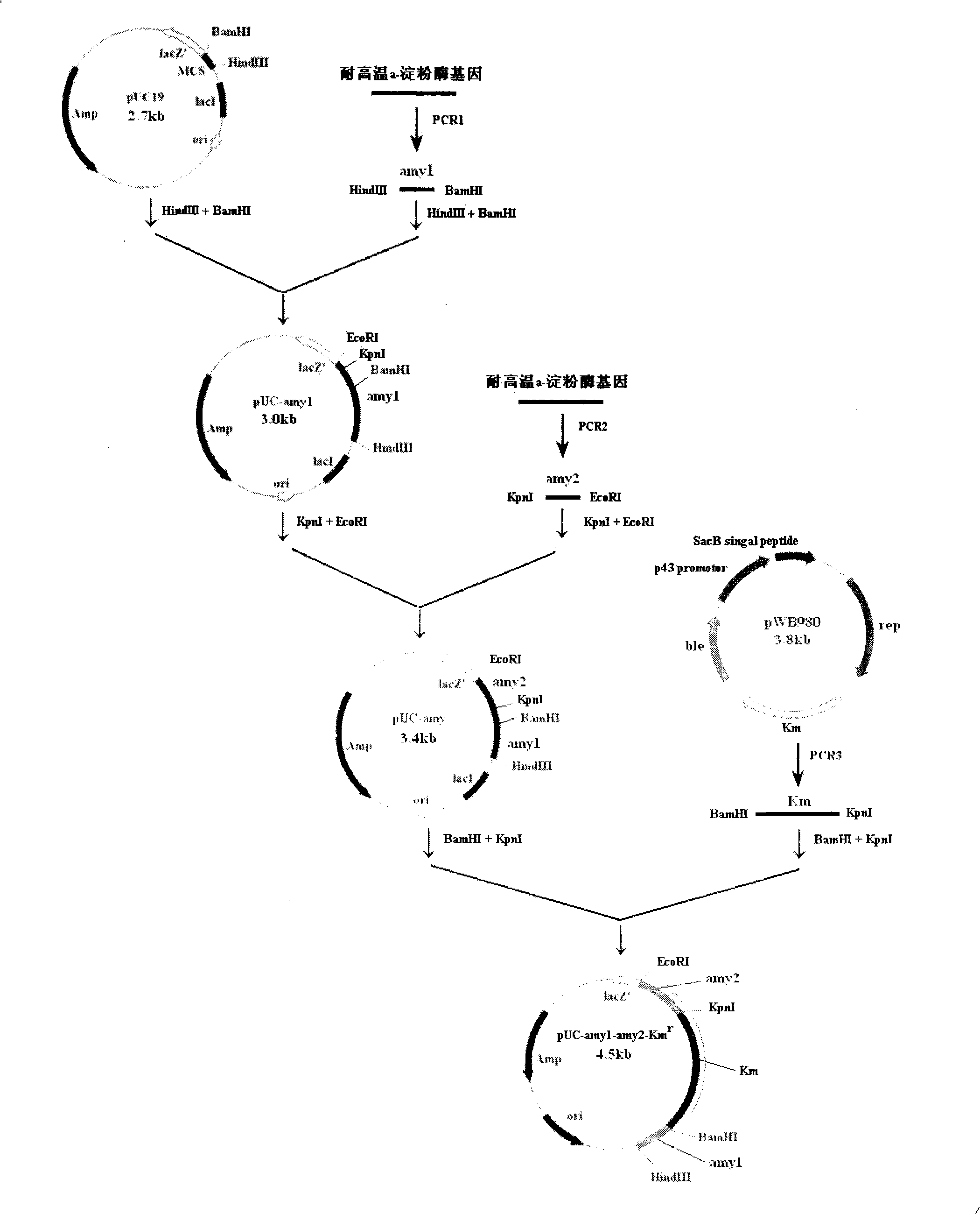 High-temperature acid-resistant alpha-amylase mutant strain and construction method thereof