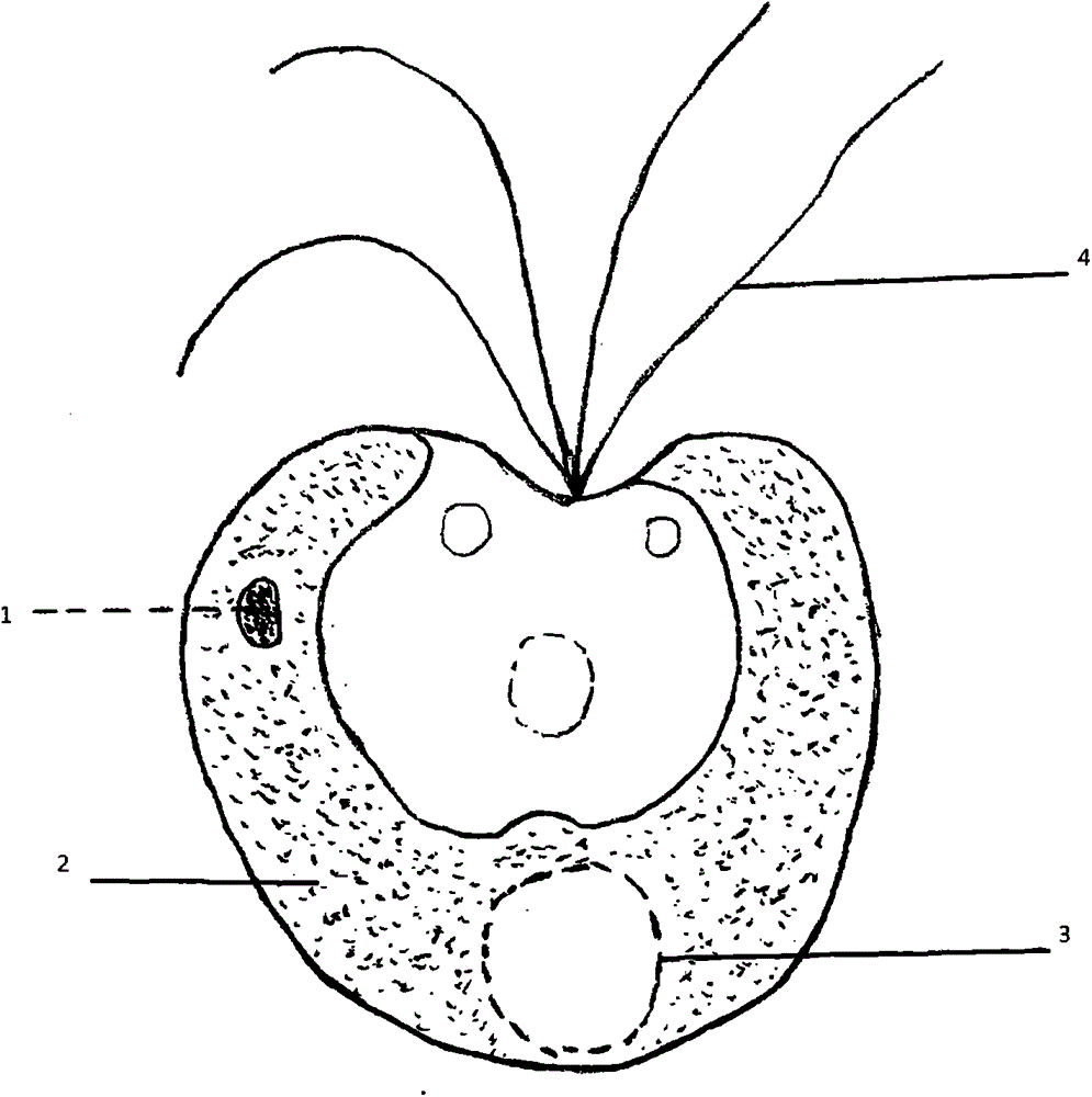 Culture medium and culture method of Tetraphyllum hypocardioid by using wastewater from winery