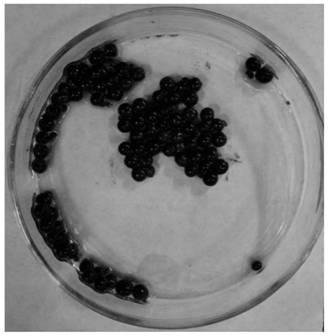 Composite gel ball containing graphene oxide quantum dots/magnetic chitosan oligosaccharide, and preparation method and application of composite gel ball