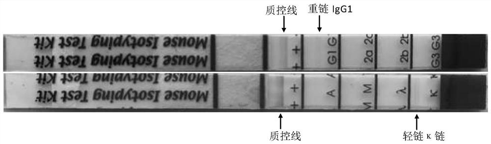 Anti-H1N1 influenza virus hemagglutinin protein monoclonal antibody ZCMU-H1N1 with neutralizing activity and application thereof