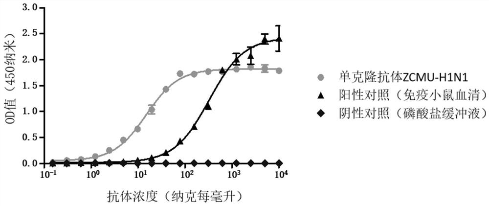 Anti-H1N1 influenza virus hemagglutinin protein monoclonal antibody ZCMU-H1N1 with neutralizing activity and application thereof