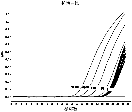 Primers, probes and methods for accurate detection of specific quantitative PCR of transgenic maize mon88017 strain