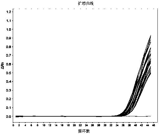 Primers, probes and methods for accurate detection of specific quantitative PCR of transgenic maize mon88017 strain