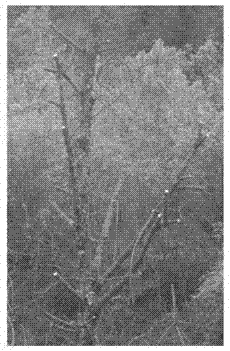 Adult-walnut-tree total-crown grafting method