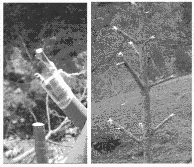 Adult-walnut-tree total-crown grafting method