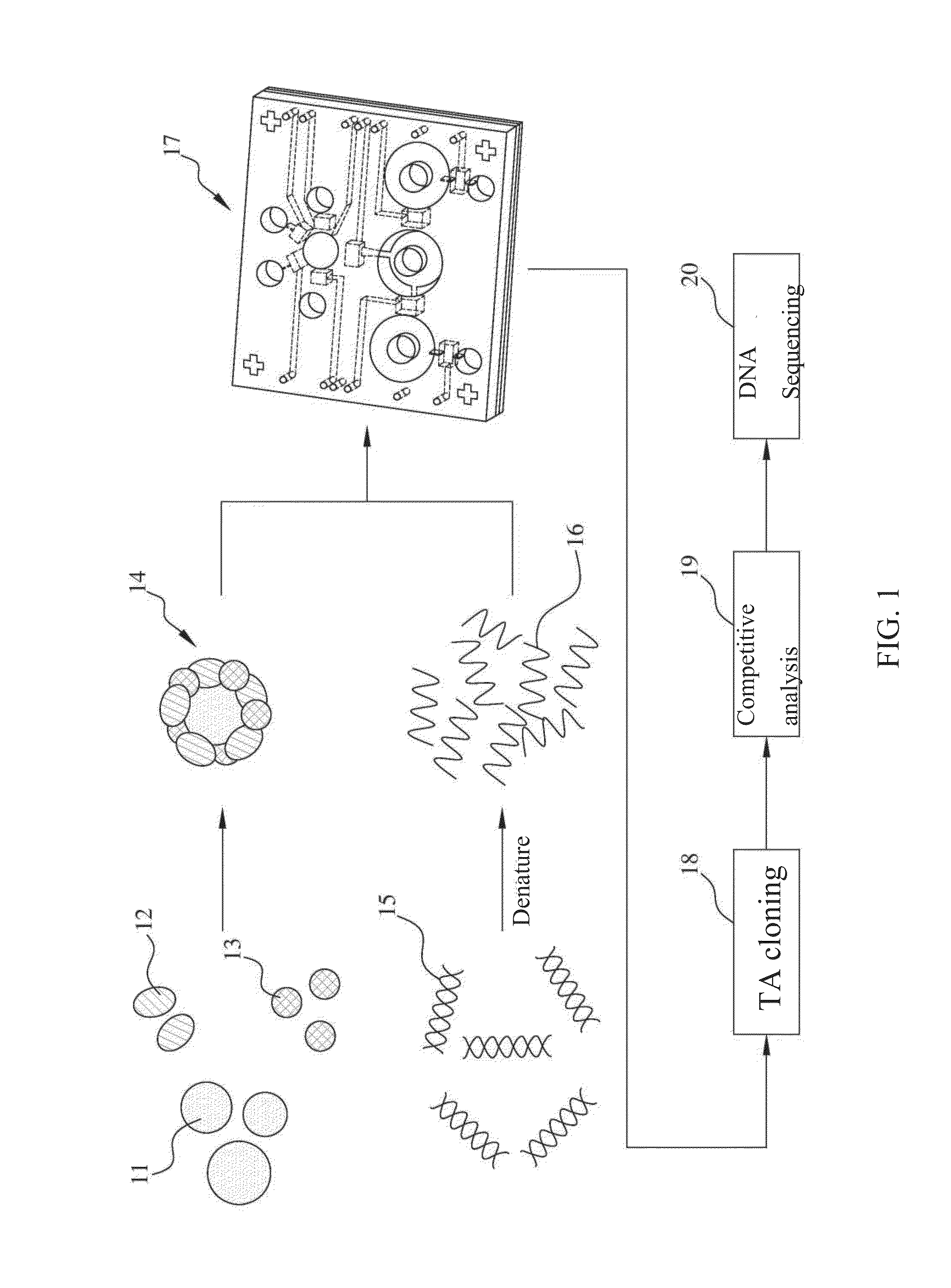 HEMOGLOBIN A1c-SPECIFIC APTAMER, HEMOGLOBIN-SPECIFIC APTAMER, AND APPLICATIONS THEREOF