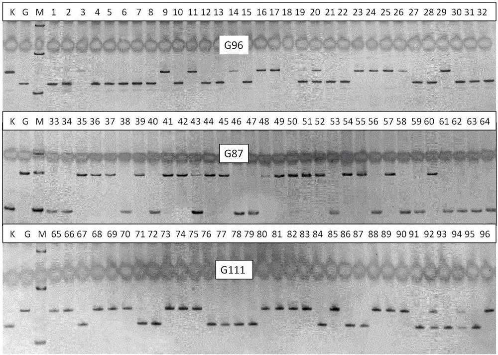 Molecular marker tightly linked with rice large-grain gene GS12 and application