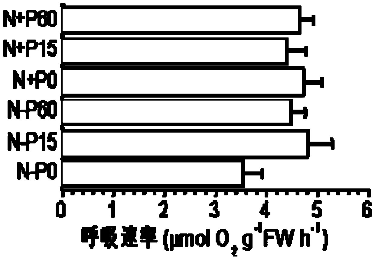 Hizikia fusiforme juvenile sporophyte growth regulating method