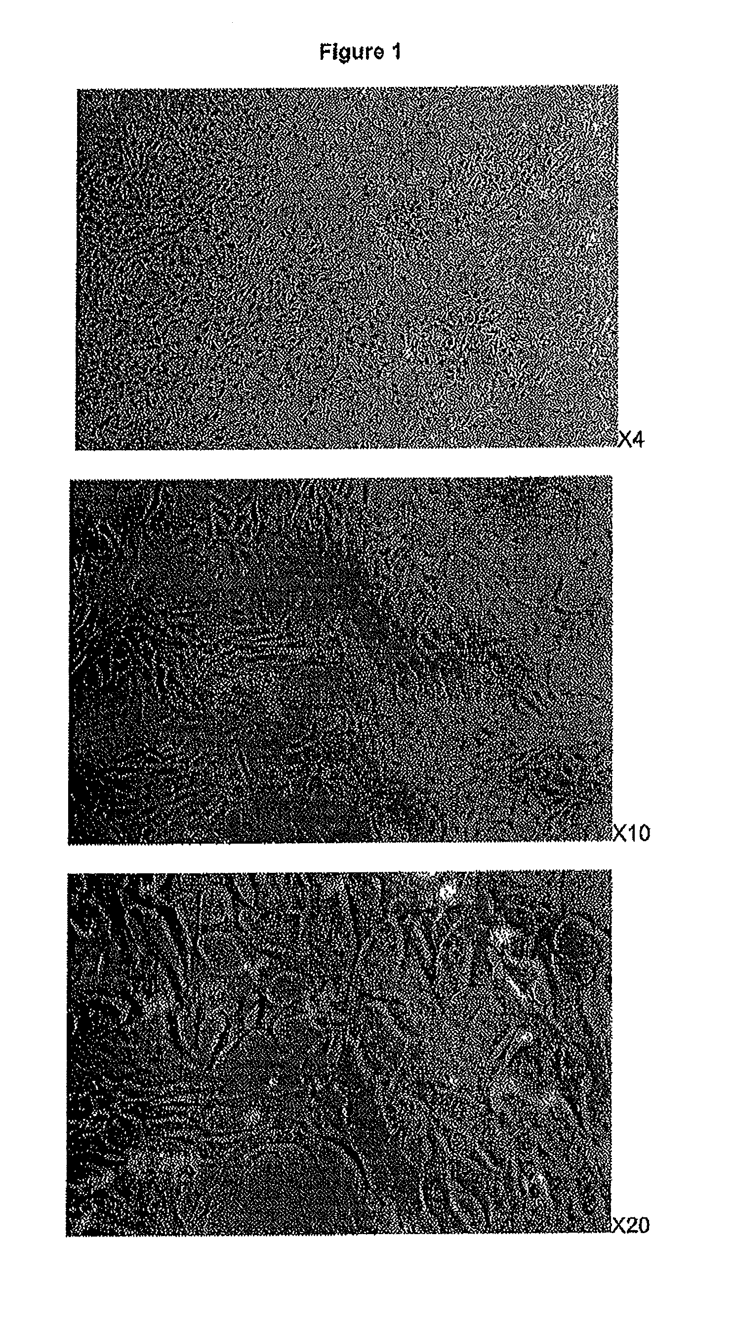 Immortalized avian cell lines and use thereof