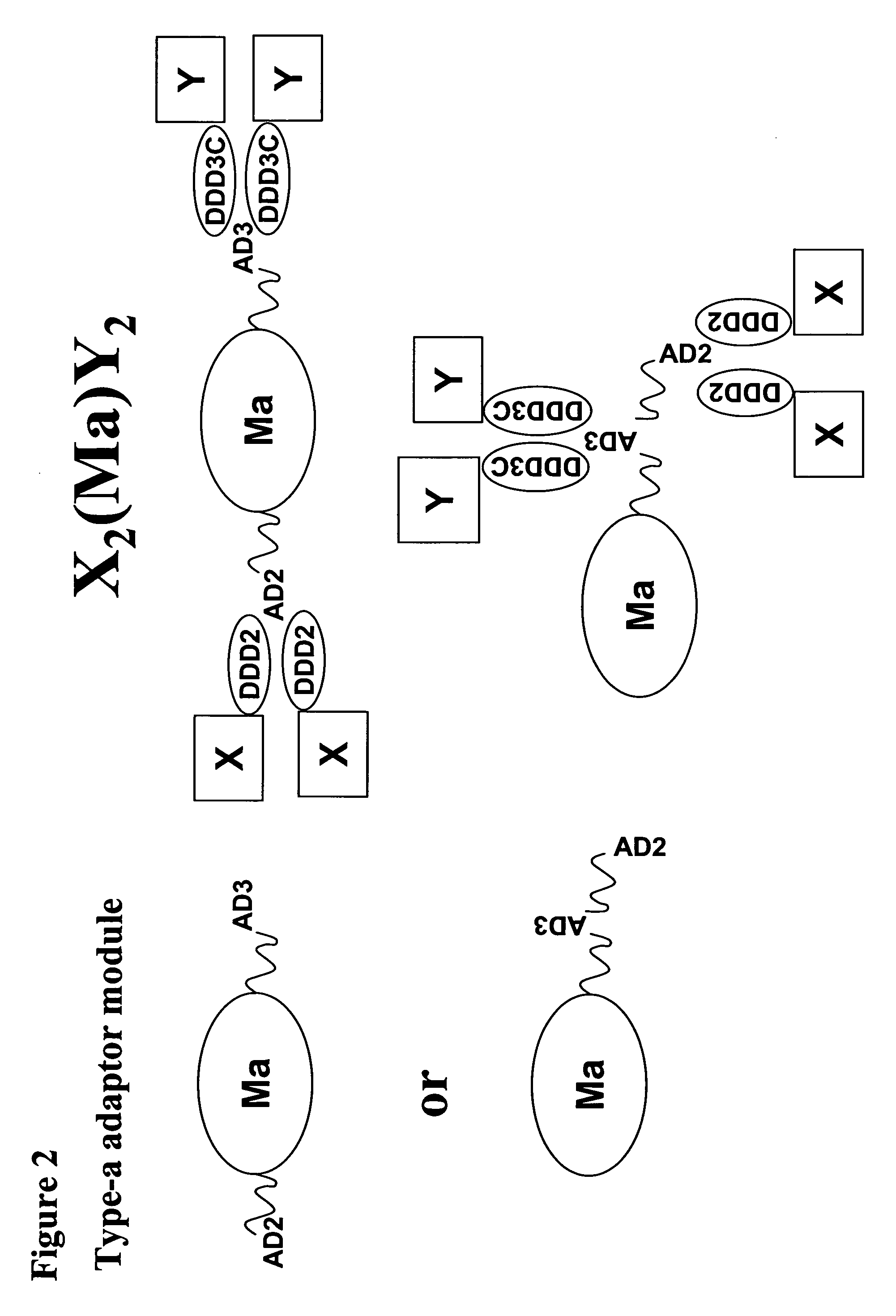 Methods and compositions for generating bioactive assemblies of increased complexity and uses