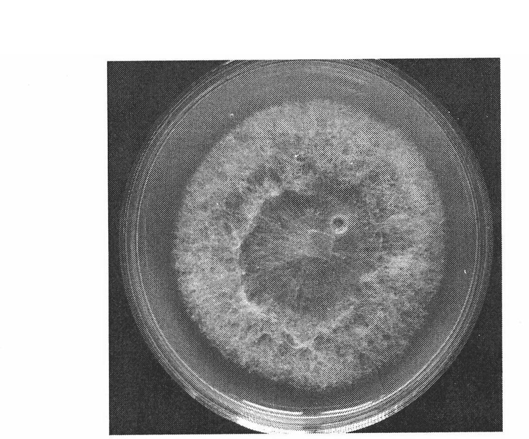 Production method of anoectochilus symbiosis seedling