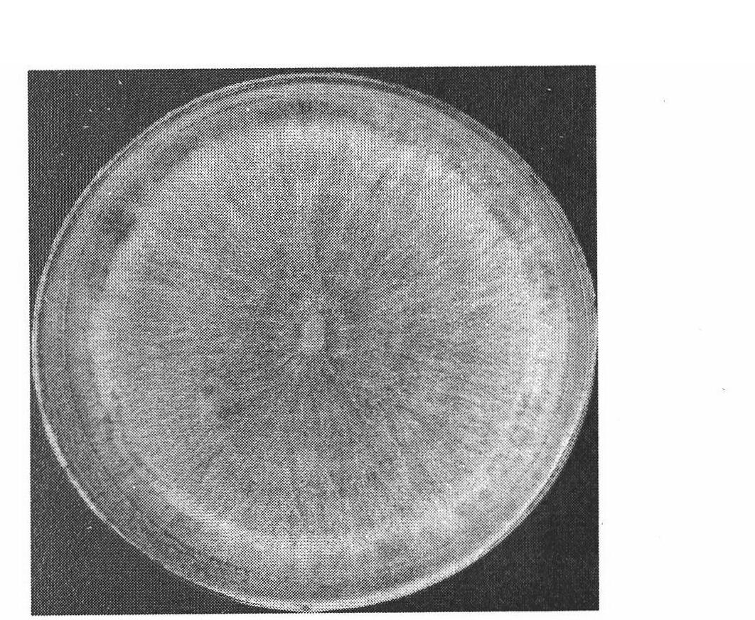 Production method of anoectochilus symbiosis seedling