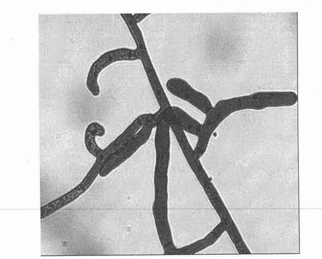 Production method of anoectochilus symbiosis seedling