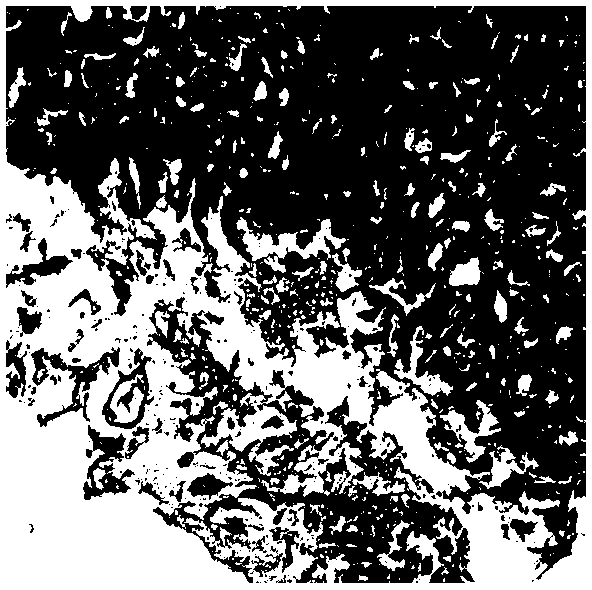 Preparation method of mouse chronic atrophic gastritis model