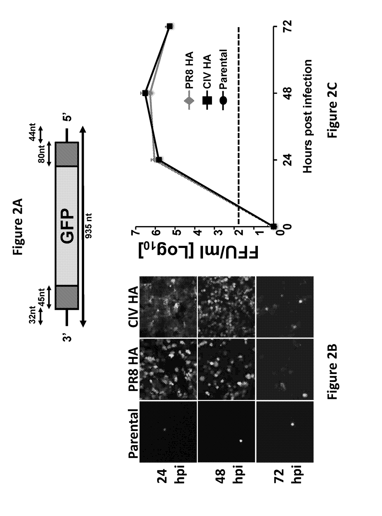 Single-Cycle Virus for the Development of Canine Influenza Vaccines