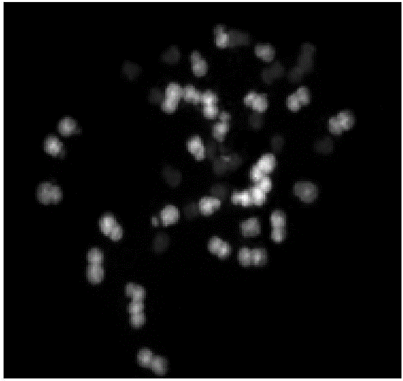 Method for cultivating corn-tripsacum monosomic addition line by using corn allopolyploid