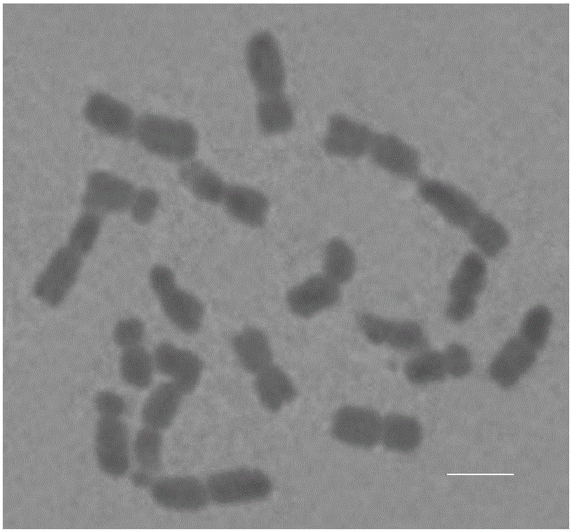 Method for cultivating corn-tripsacum monosomic addition line by using corn allopolyploid