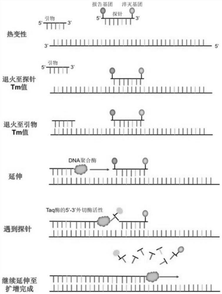 Selenium or thiothymine nucleoside-5 '-triphosphoric acid and synthesis method thereof