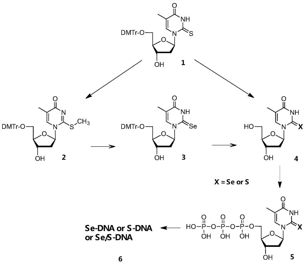 Selenium or thiothymine nucleoside-5 '-triphosphoric acid and synthesis method thereof