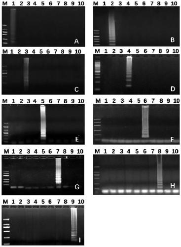 High-throughput quantitative detection kit for diarrhea pathogenic bacteria