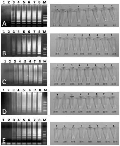 High-throughput quantitative detection kit for diarrhea pathogenic bacteria