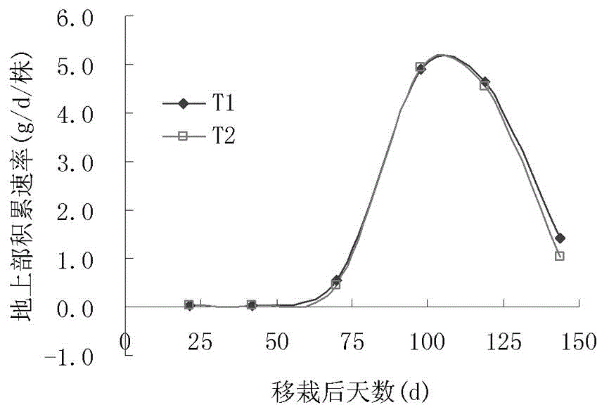 Transplantation method for accelerating growth and development of faint scent type tobacco plant