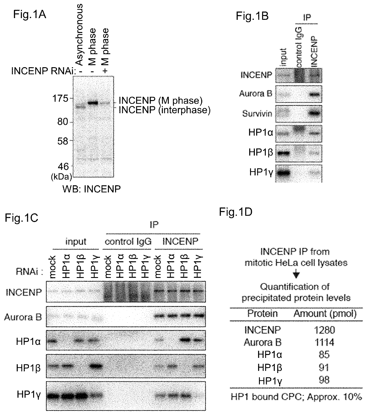 Screening method of anticancer agent focused on function of HP1 and evaluation system