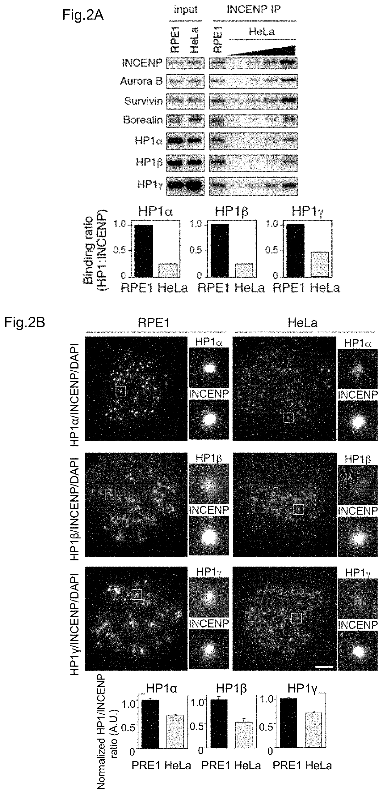 Screening method of anticancer agent focused on function of HP1 and evaluation system