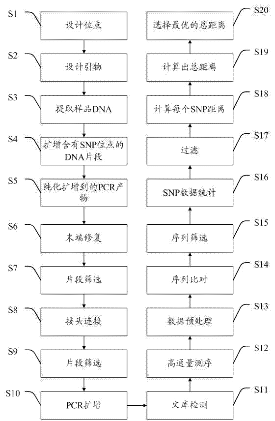 Quantitative method for free fetal DNA (deoxyribonucleic acid) proportion in maternal peripheral blood