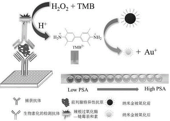 Semi-quantitative visualized ELISA analysis method