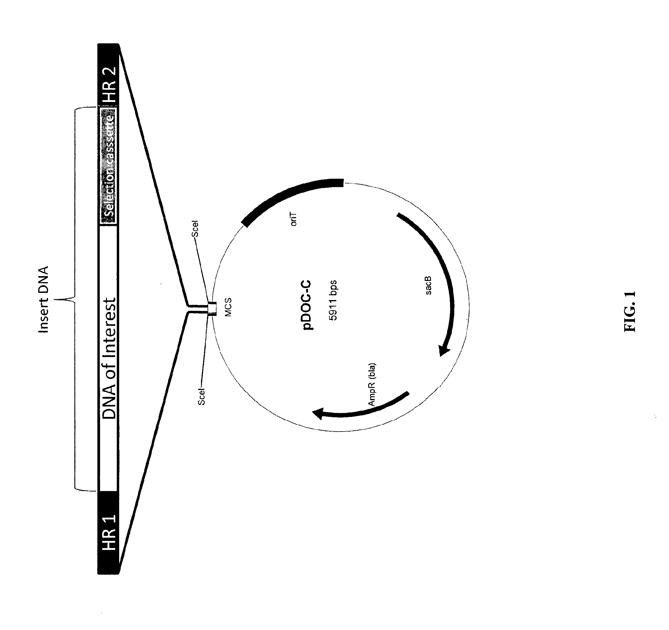 Methods of host cell modification