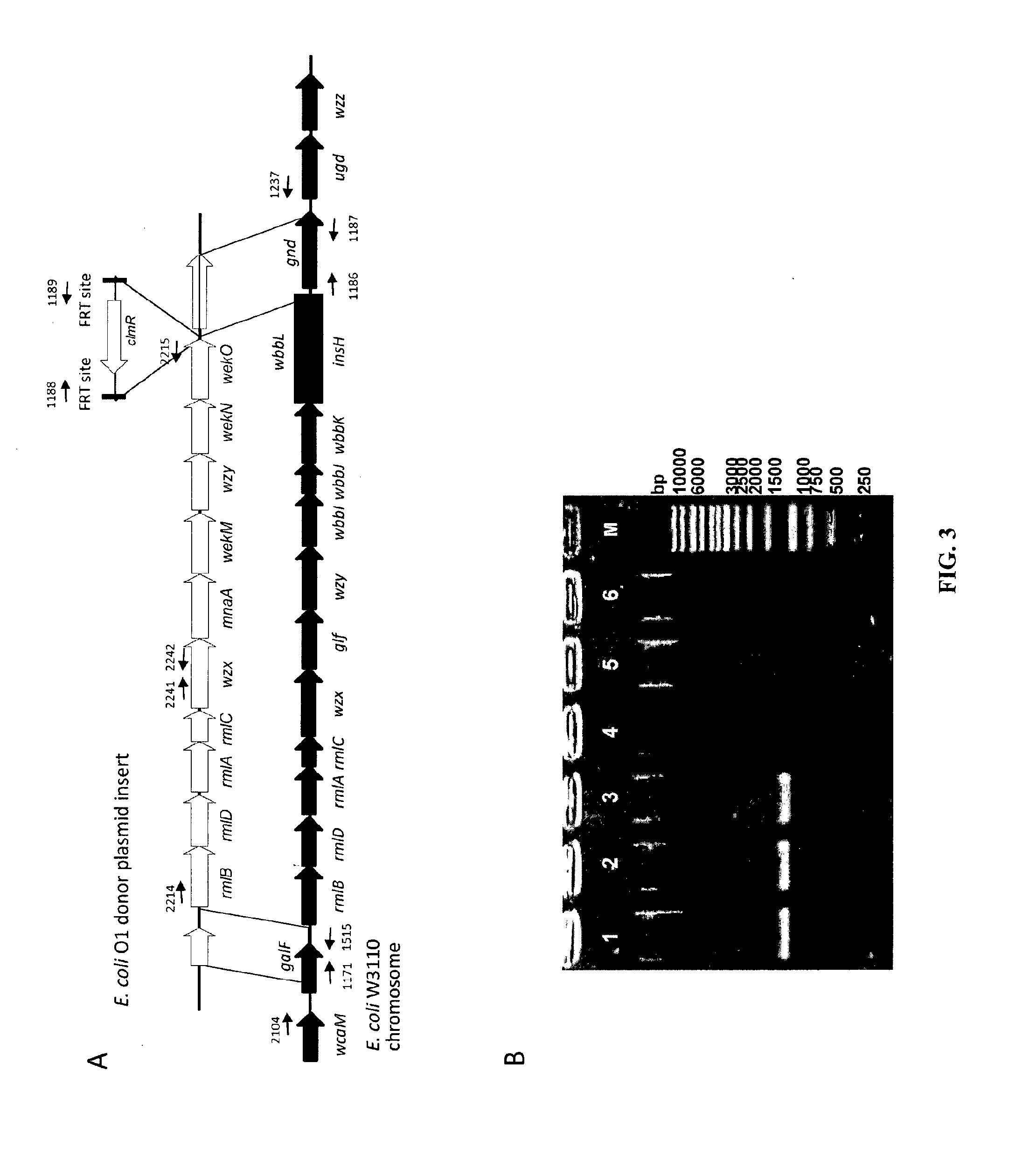 Methods of host cell modification