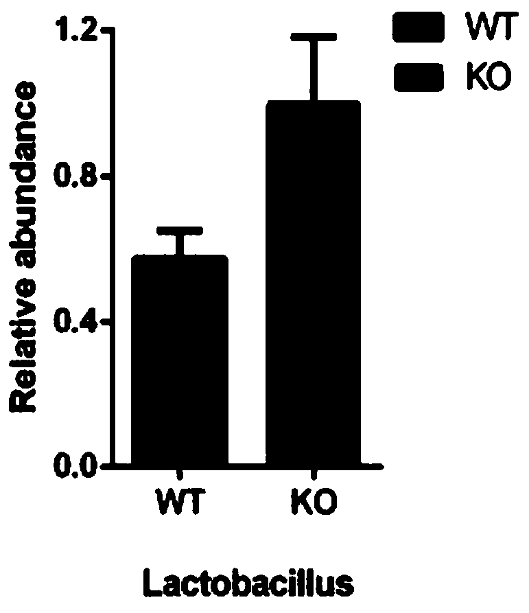 Application of osteopontin as target molecule in regulation of intestinal flora colonization