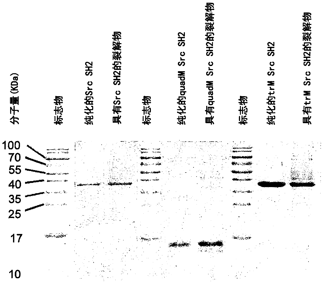 Methods for protein tyrosine phosphorylation profiling with variant sh2 domains