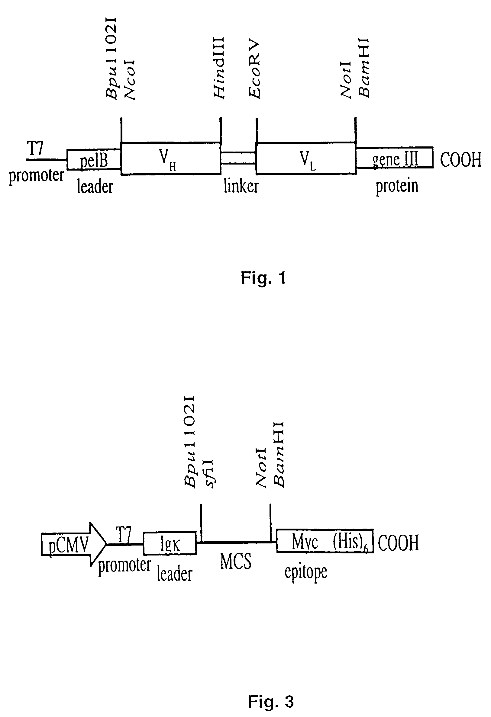 Human anti-epidermal growth factor receptor single-chain antibodies