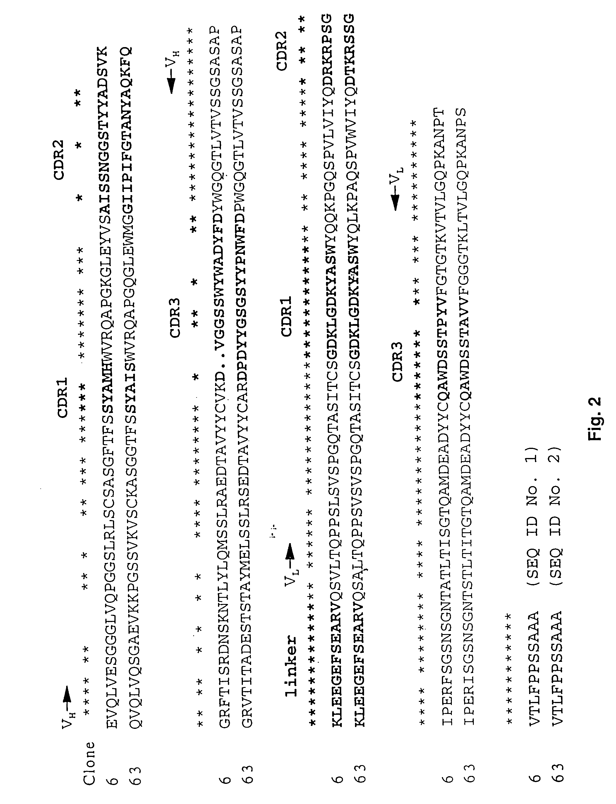 Human anti-epidermal growth factor receptor single-chain antibodies