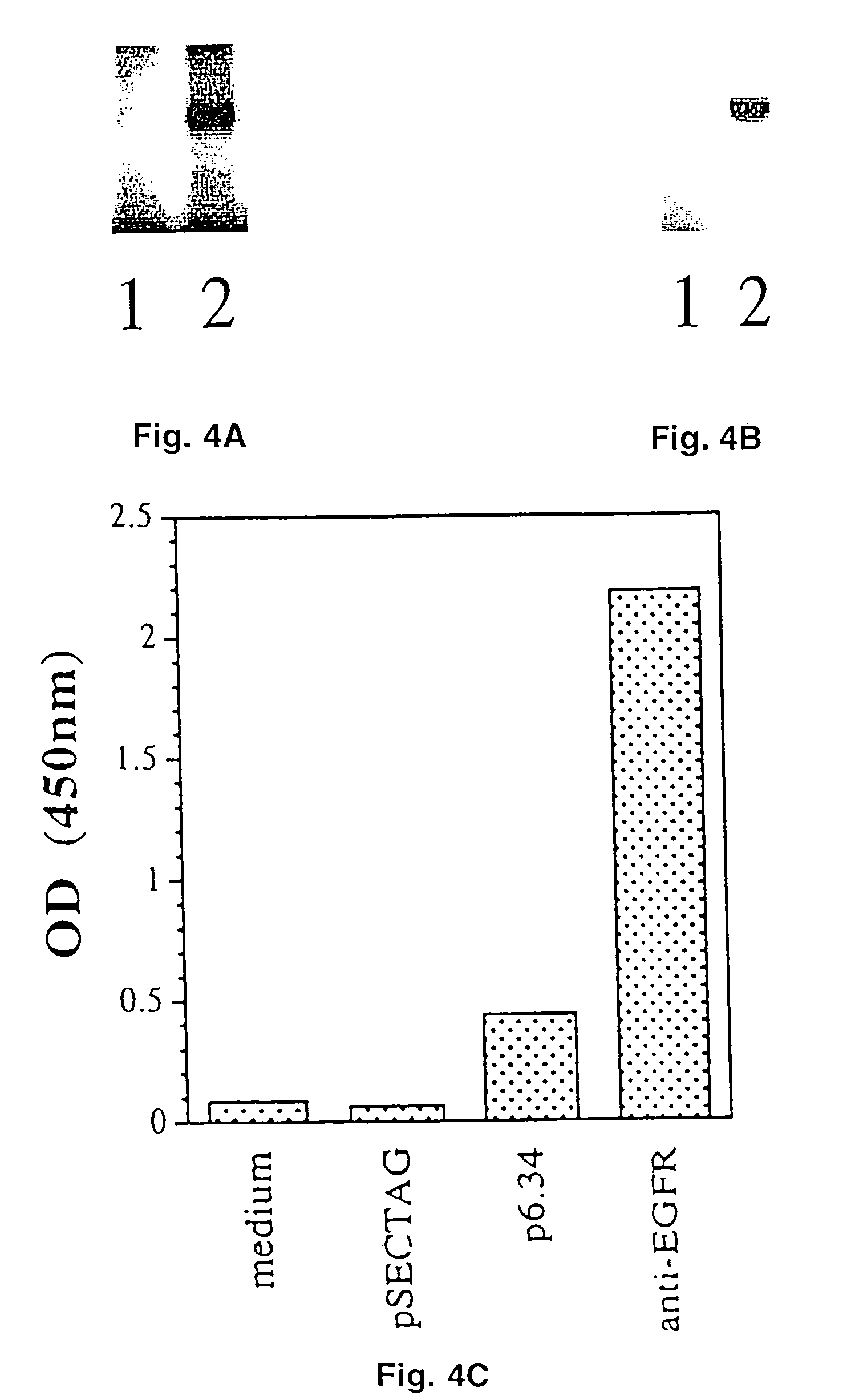 Human anti-epidermal growth factor receptor single-chain antibodies