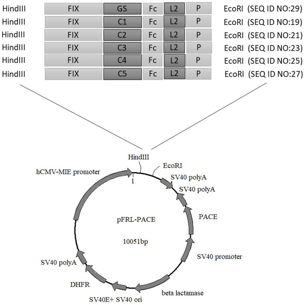 Improved FIX fusion protein, conjugate and application of fusion protein and conjugate