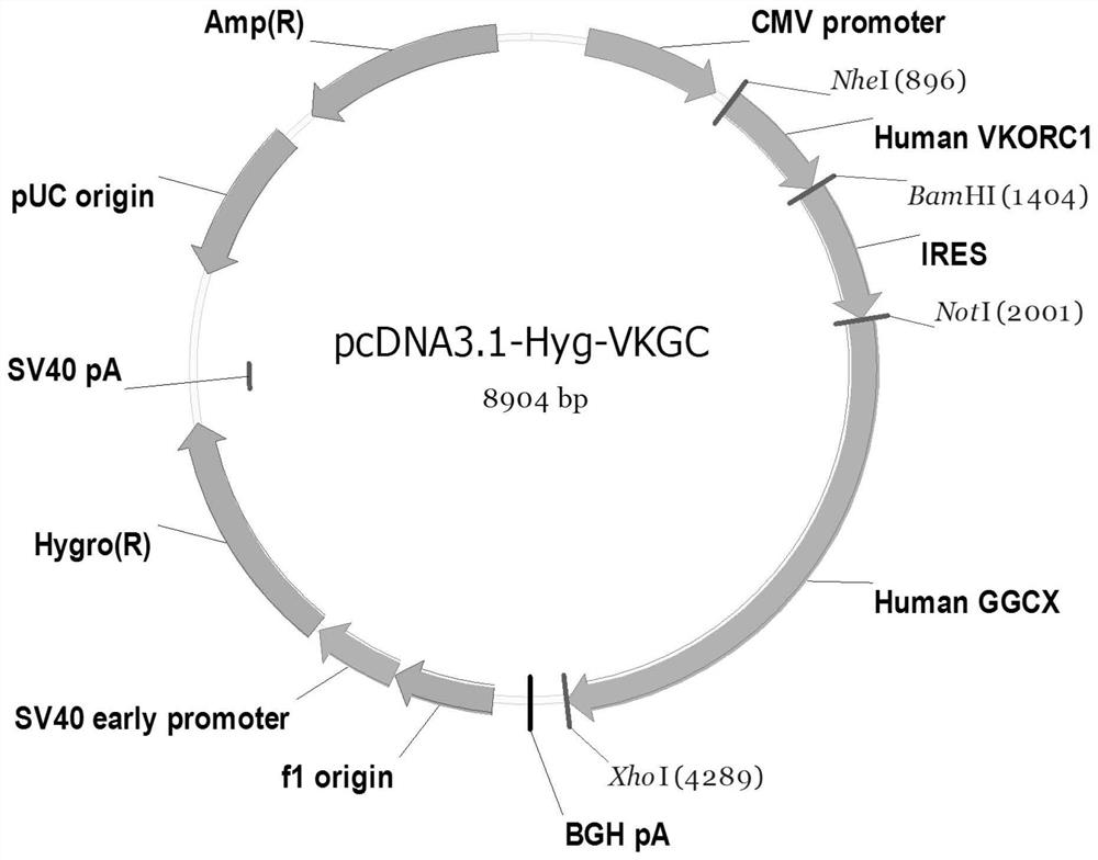 Improved FIX fusion protein, conjugate and application of fusion protein and conjugate