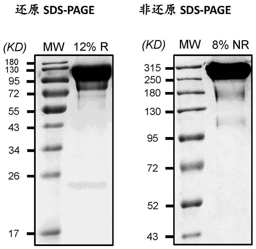 Improved FIX fusion protein, conjugate and application of fusion protein and conjugate