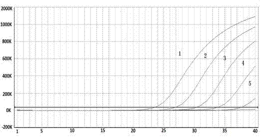 Quadruple fluorescent quantitative polymerase chain reaction (PCR) detection kit for diarrheagenic escherichia coli