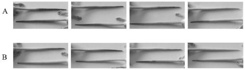 Application of 3,4,7-trihydroxyisoflavone or 3-methoxydaidin in the preparation of drugs for inhibiting platelet aggregation and thrombus