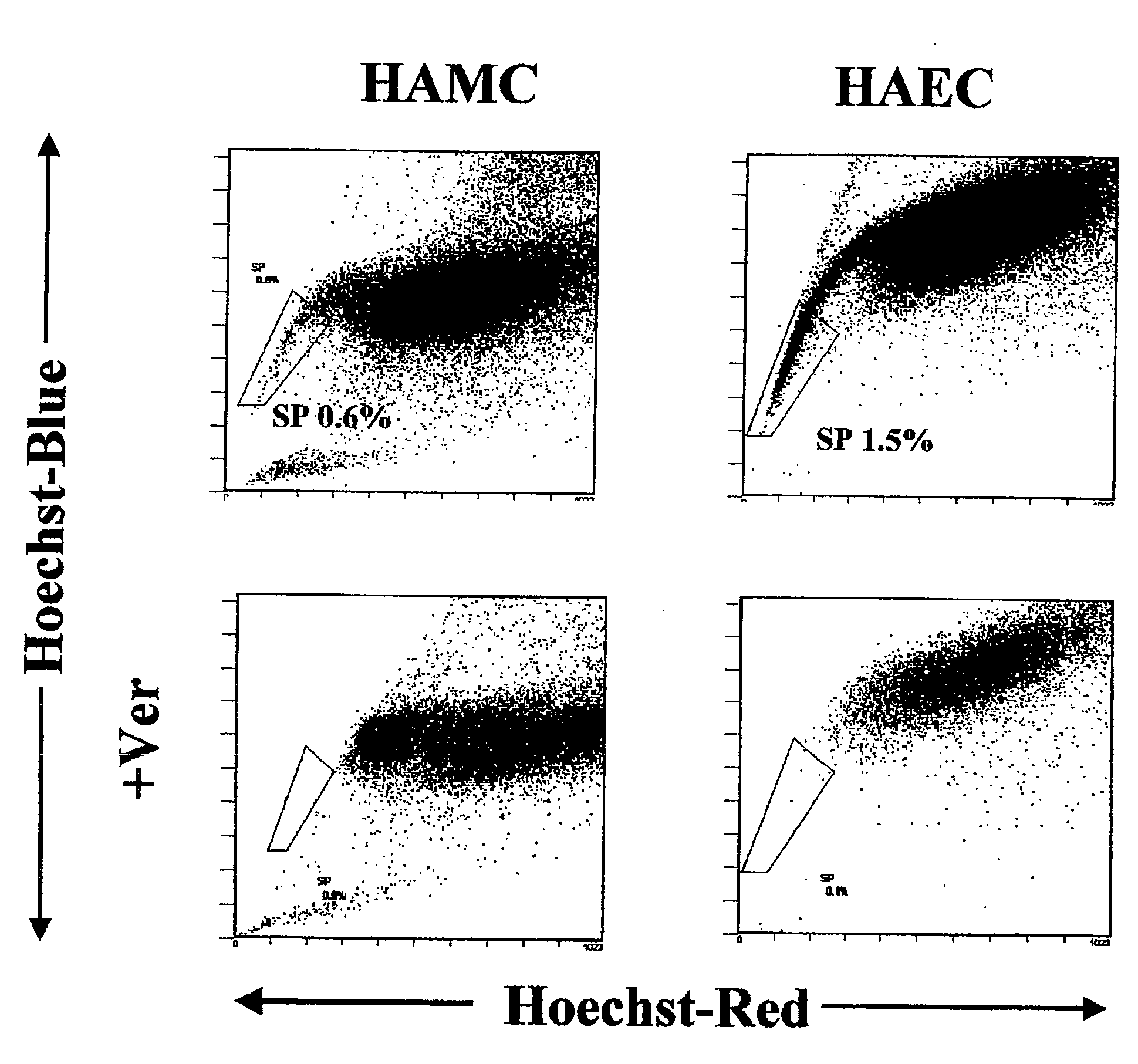 Side population cells originated from human amnion and their uses