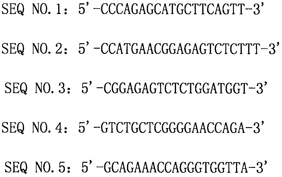 siRNA capable of inhibiting RBM3 gene expression of human melanoma and plasmid vector of siRNA