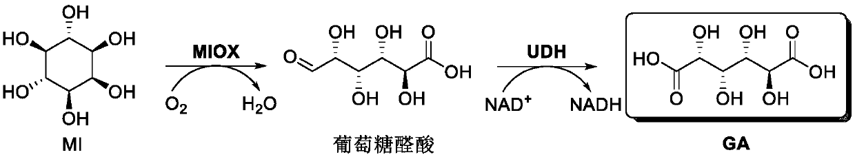 Preparation method of glucaric acid